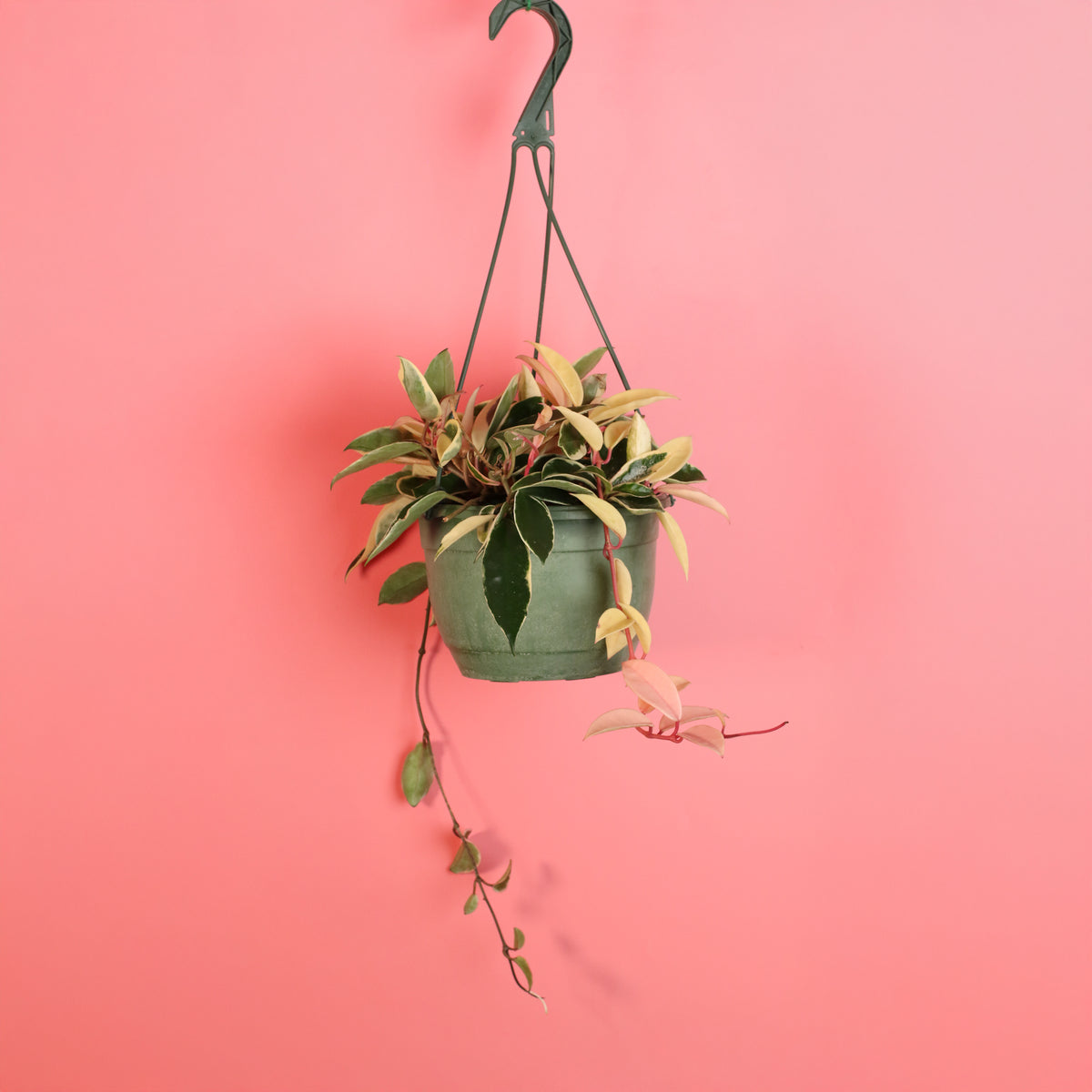 8" Hanging Planter with Hoya Krimson Queen Pink Plant