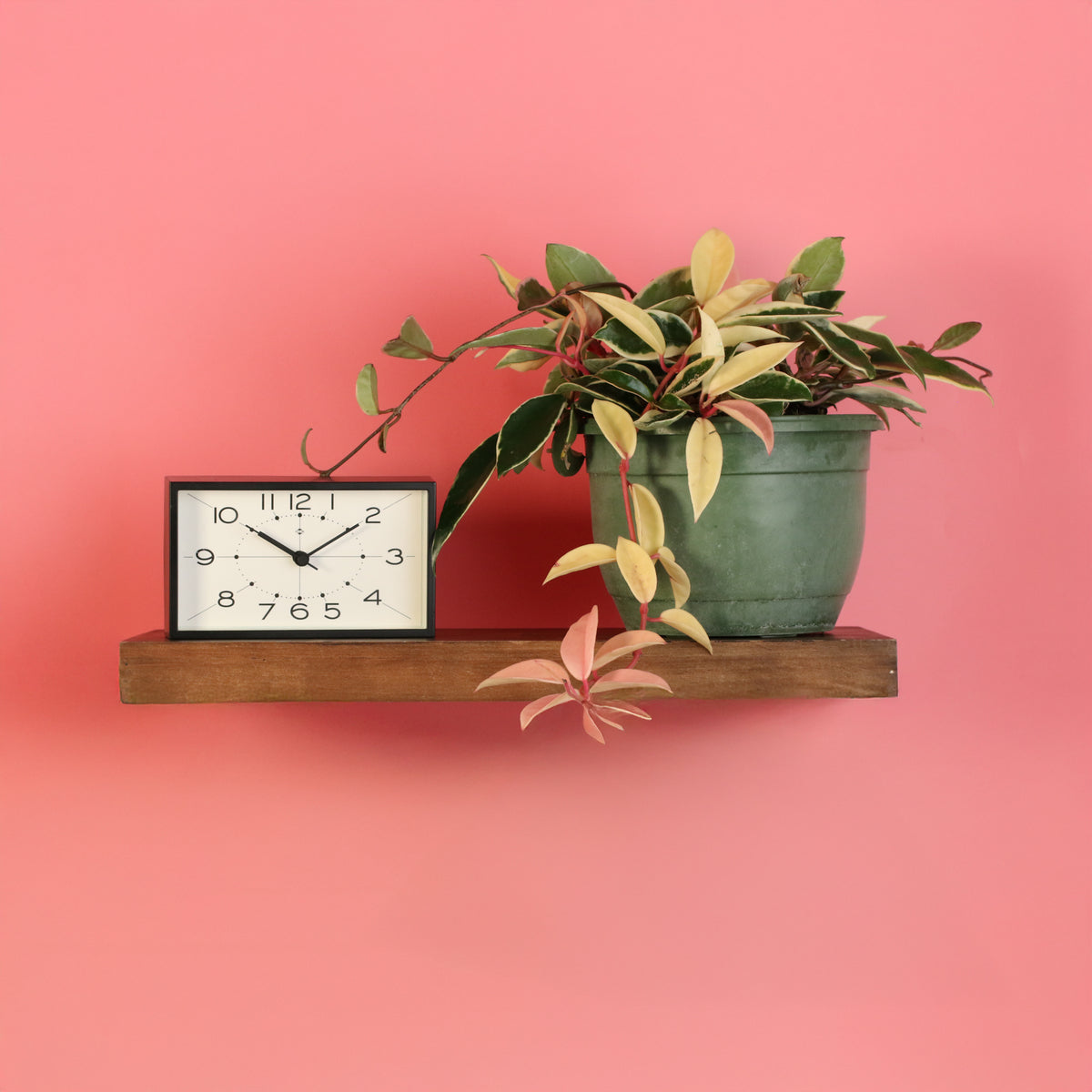 Hoya Krimson Queen Pink Plant next to clock