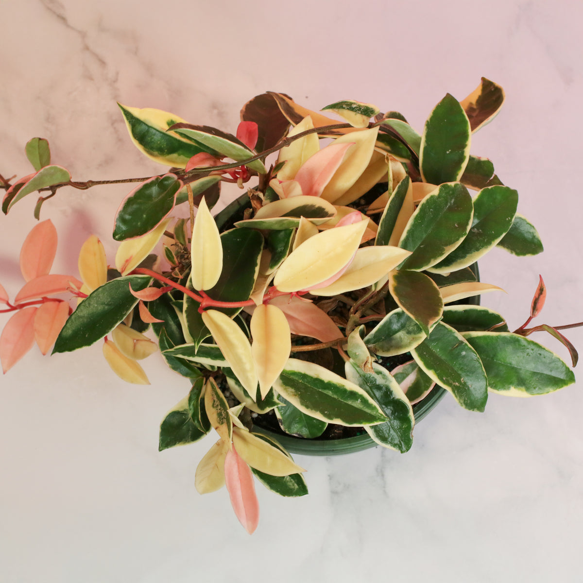 Top View of Hoya Krimson Queen Pink Plant