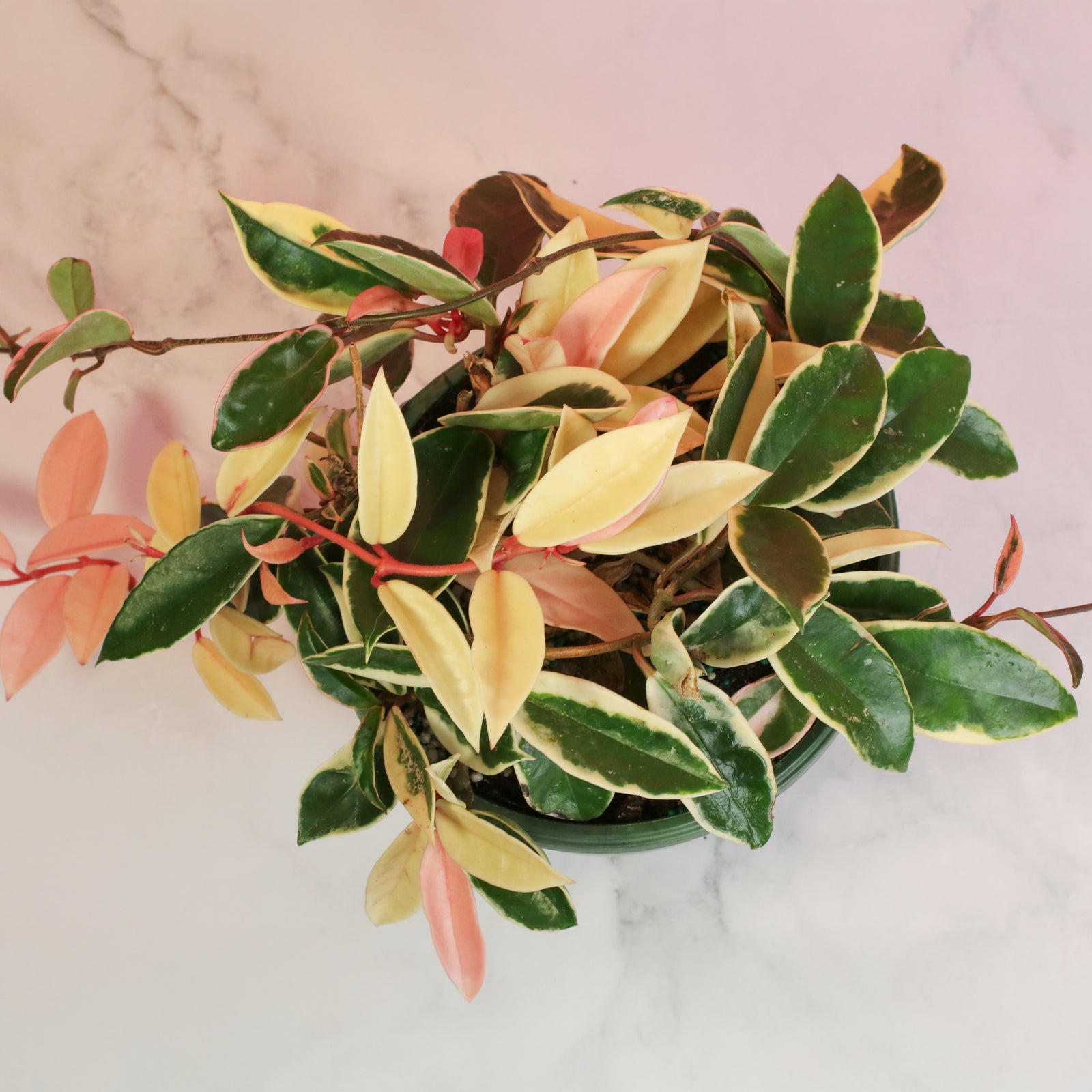 Hoya Krimson Queen Pink Plant next to clock