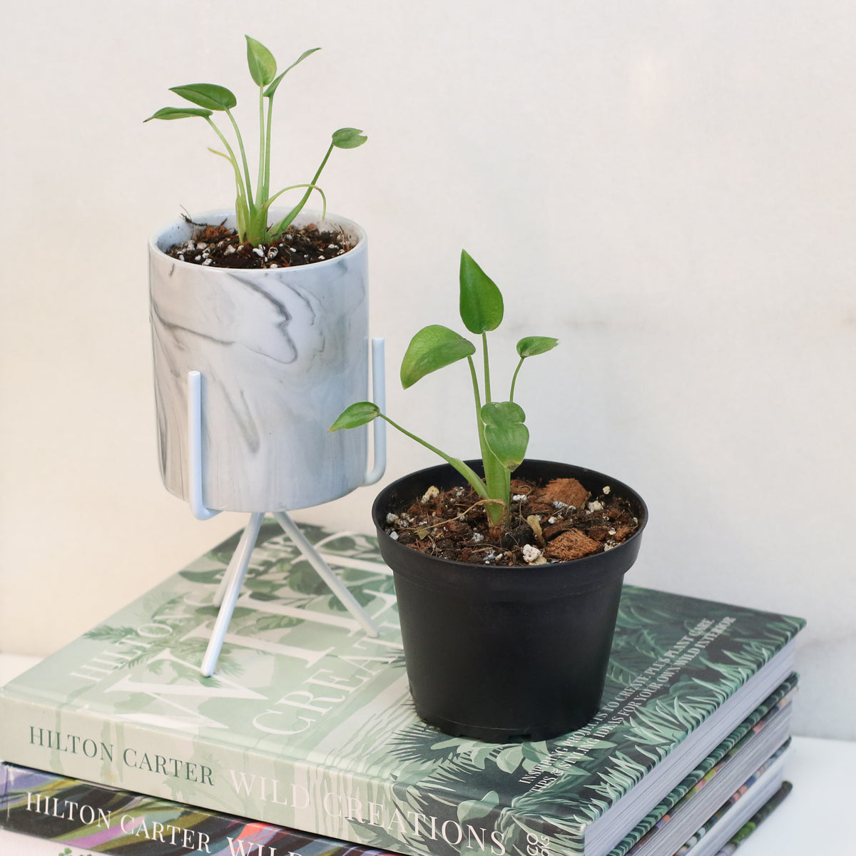 Alocasia &#39;Tiny Dancers&#39;