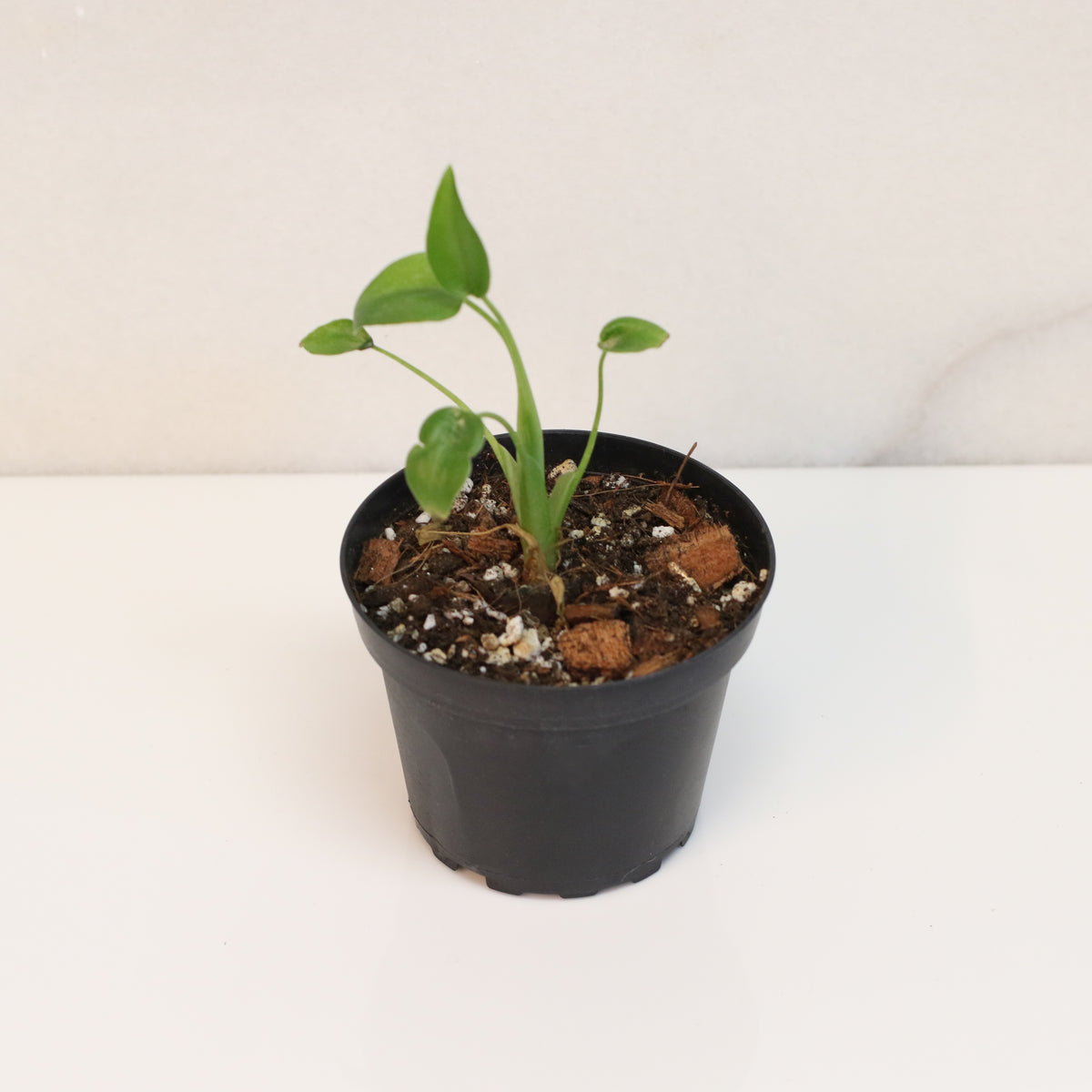 Alocasia &#39;Tiny Dancers&#39;