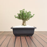 African Bonsai – Trichodiadema bulbosum