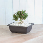 African Bonsai blooming