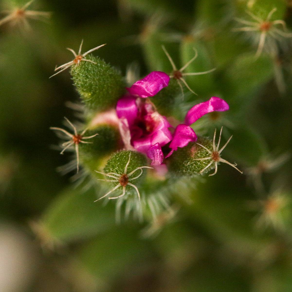 African Bonsai – Trichodiadema bulbosum Flower Bloom. 