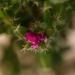 African Bonsai – Trichodiadema bulbosum flower