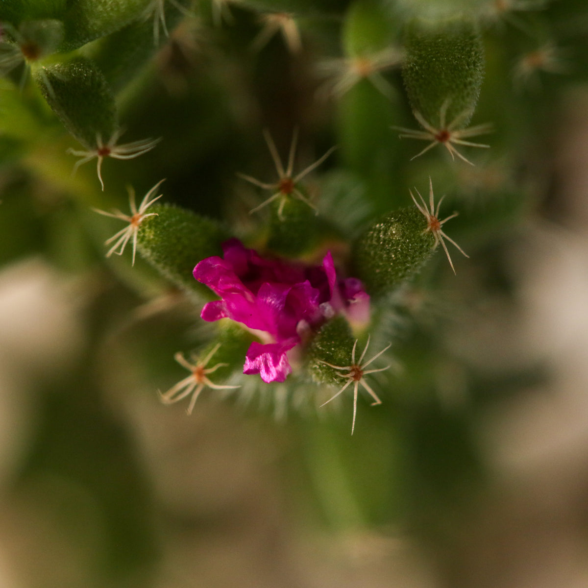 African Bonsai – Trichodiadema bulbosum flower