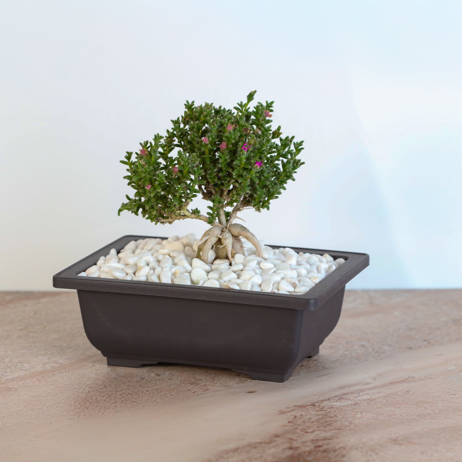 African Bonsai – Trichodiadema bulbosum