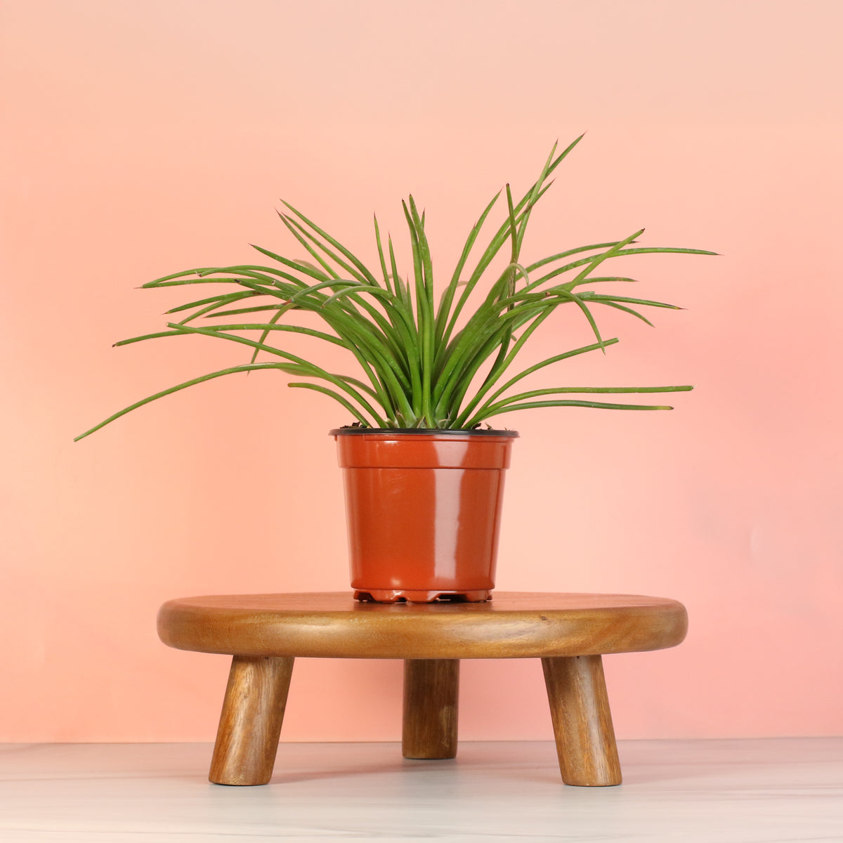 Agave Geminiflora