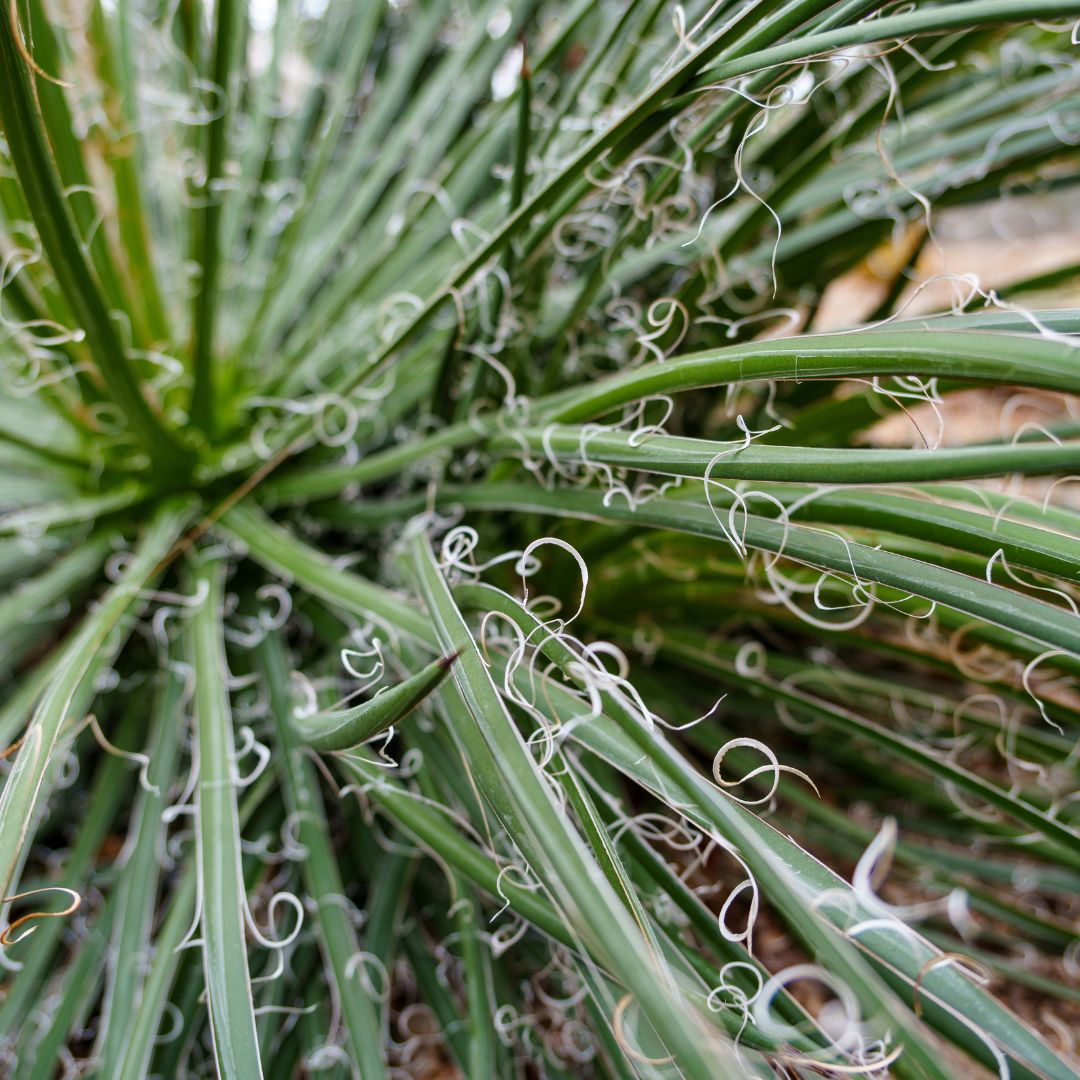 Agave Geminiflora