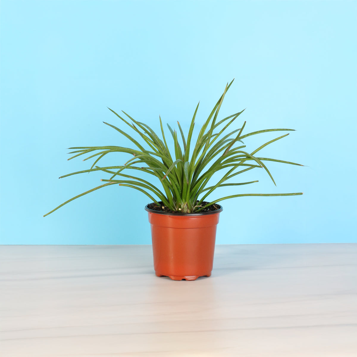 Agave Geminiflora