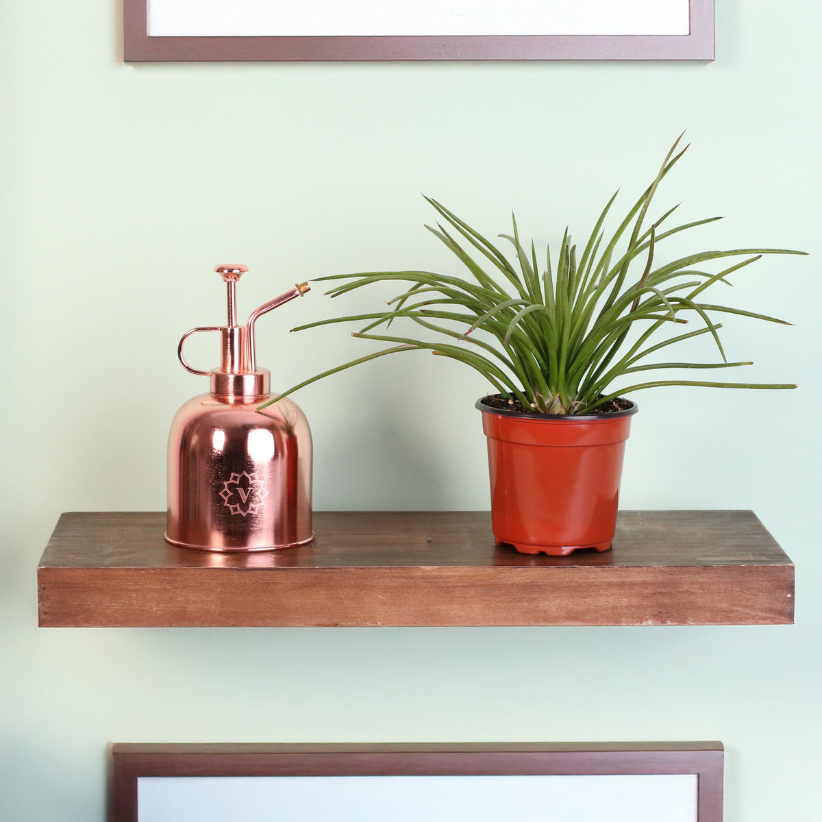 Agave Geminiflora