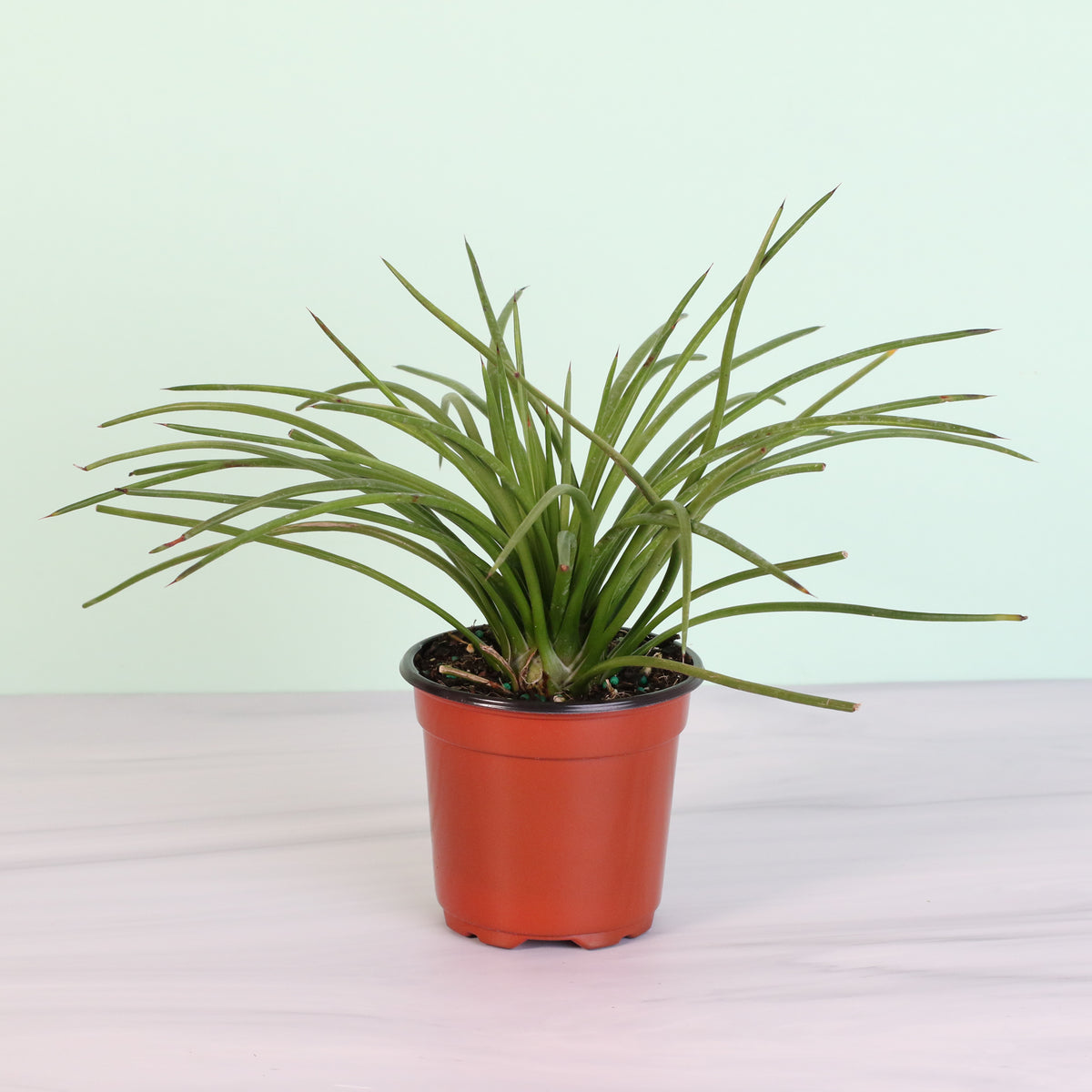 Agave Geminiflora