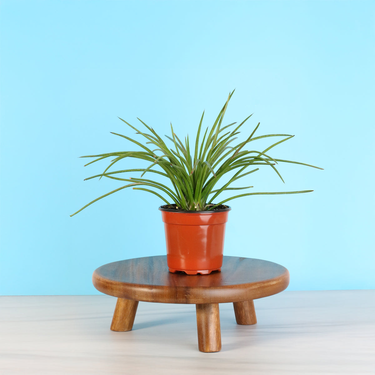 Agave Geminiflora