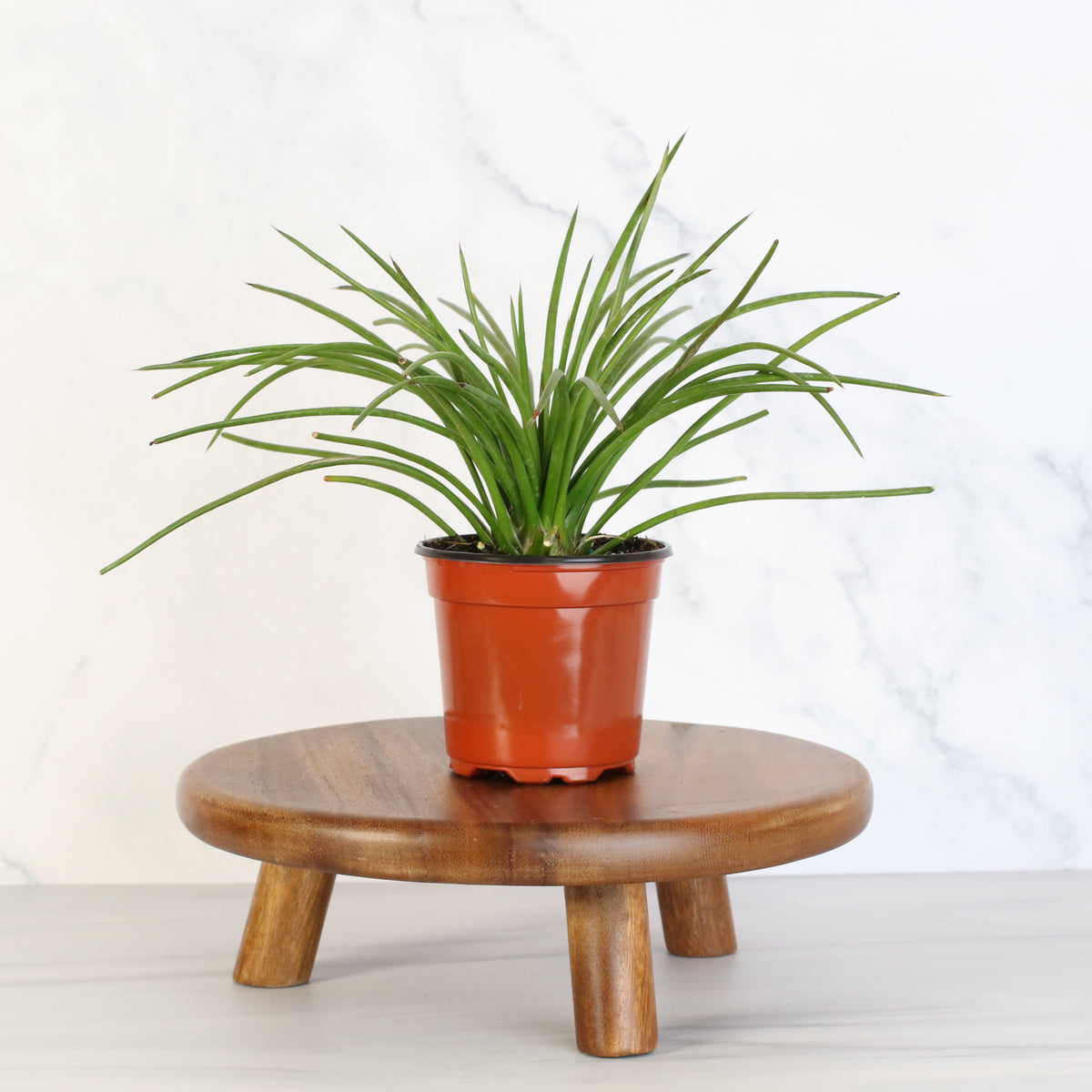 Agave Geminiflora