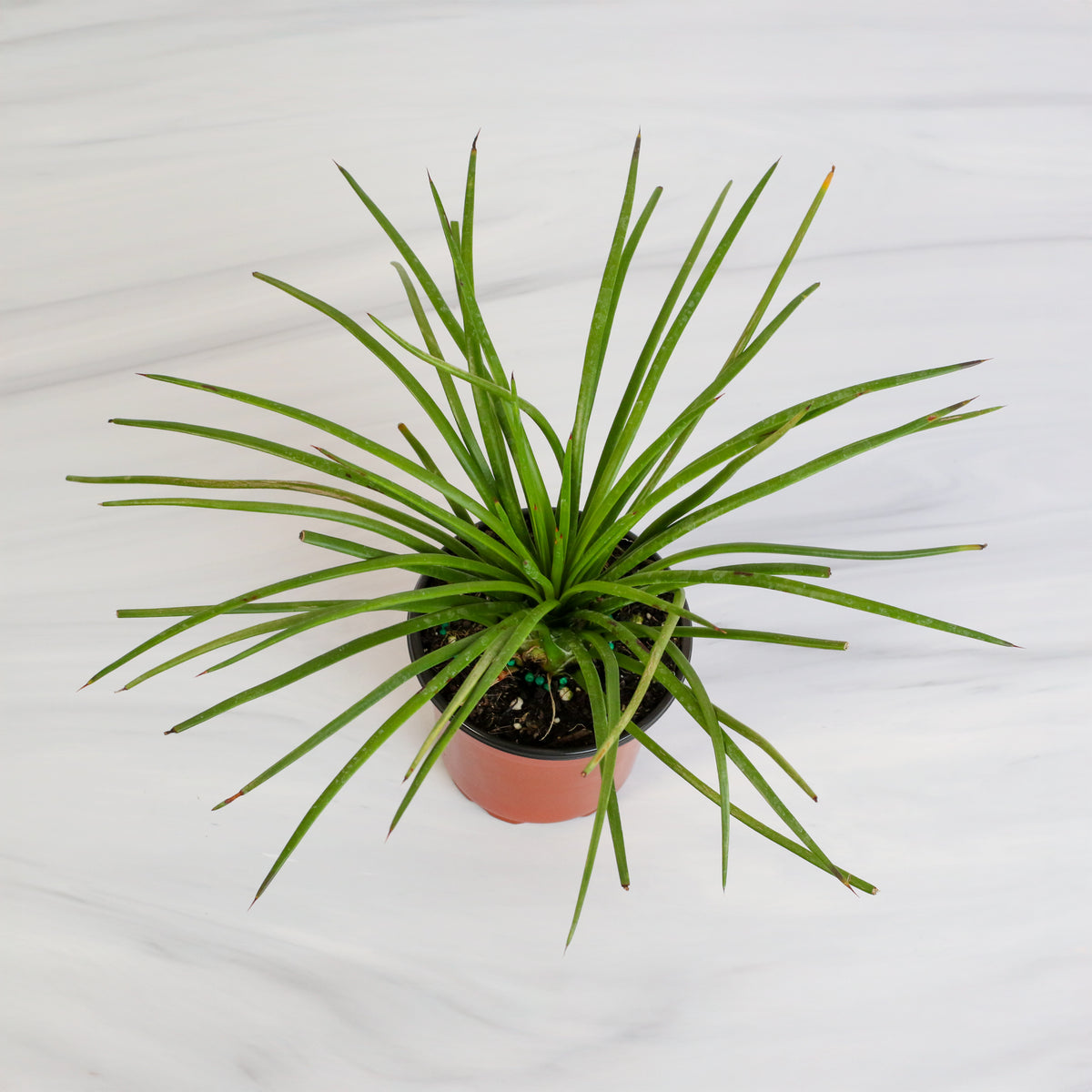 Agave Geminiflora