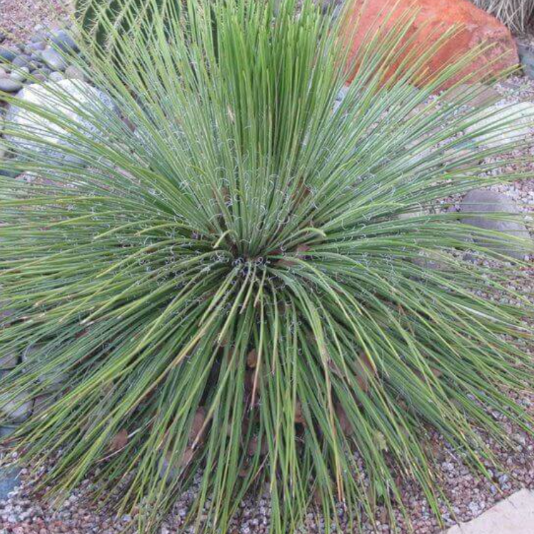 Agave Geminiflora