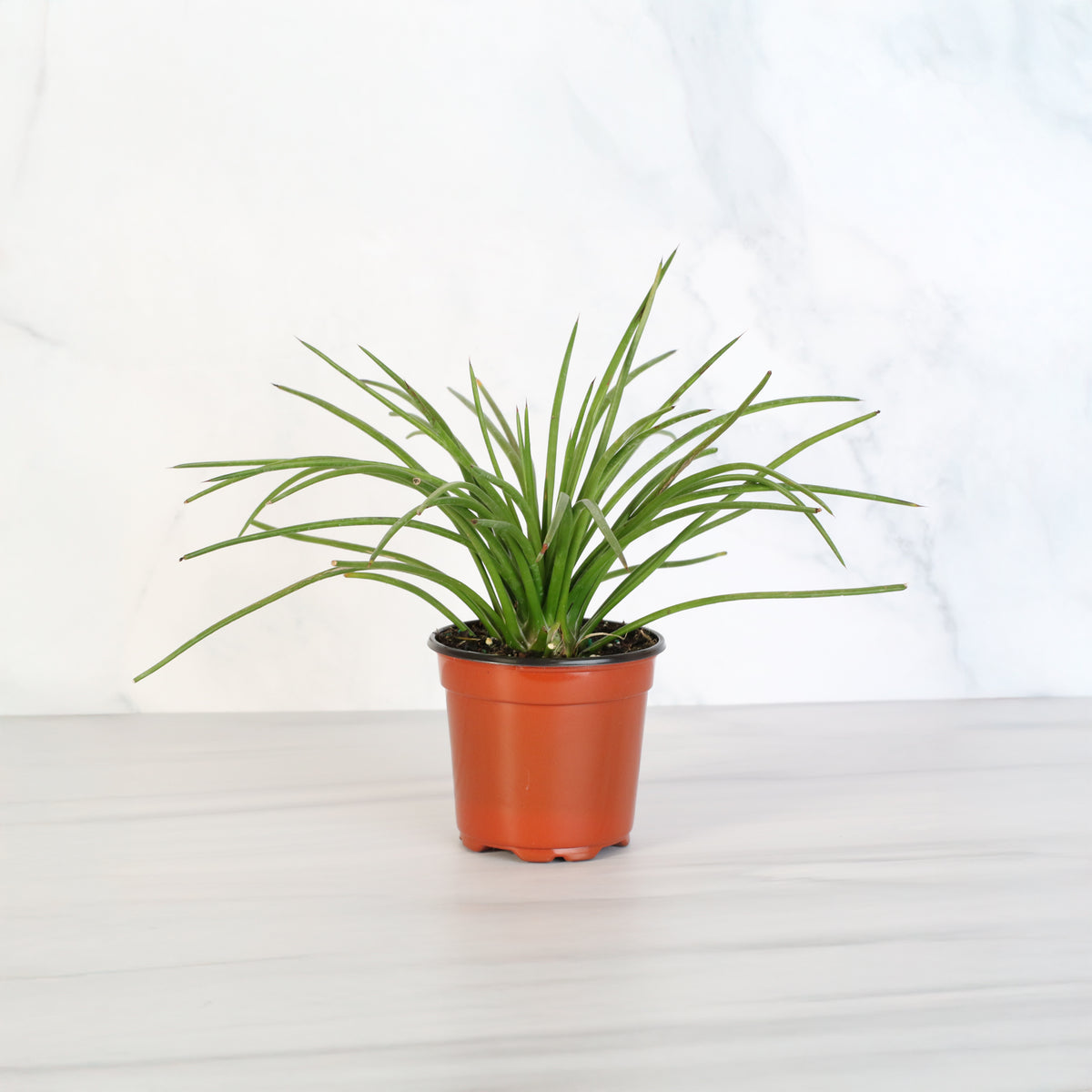 Agave Geminiflora