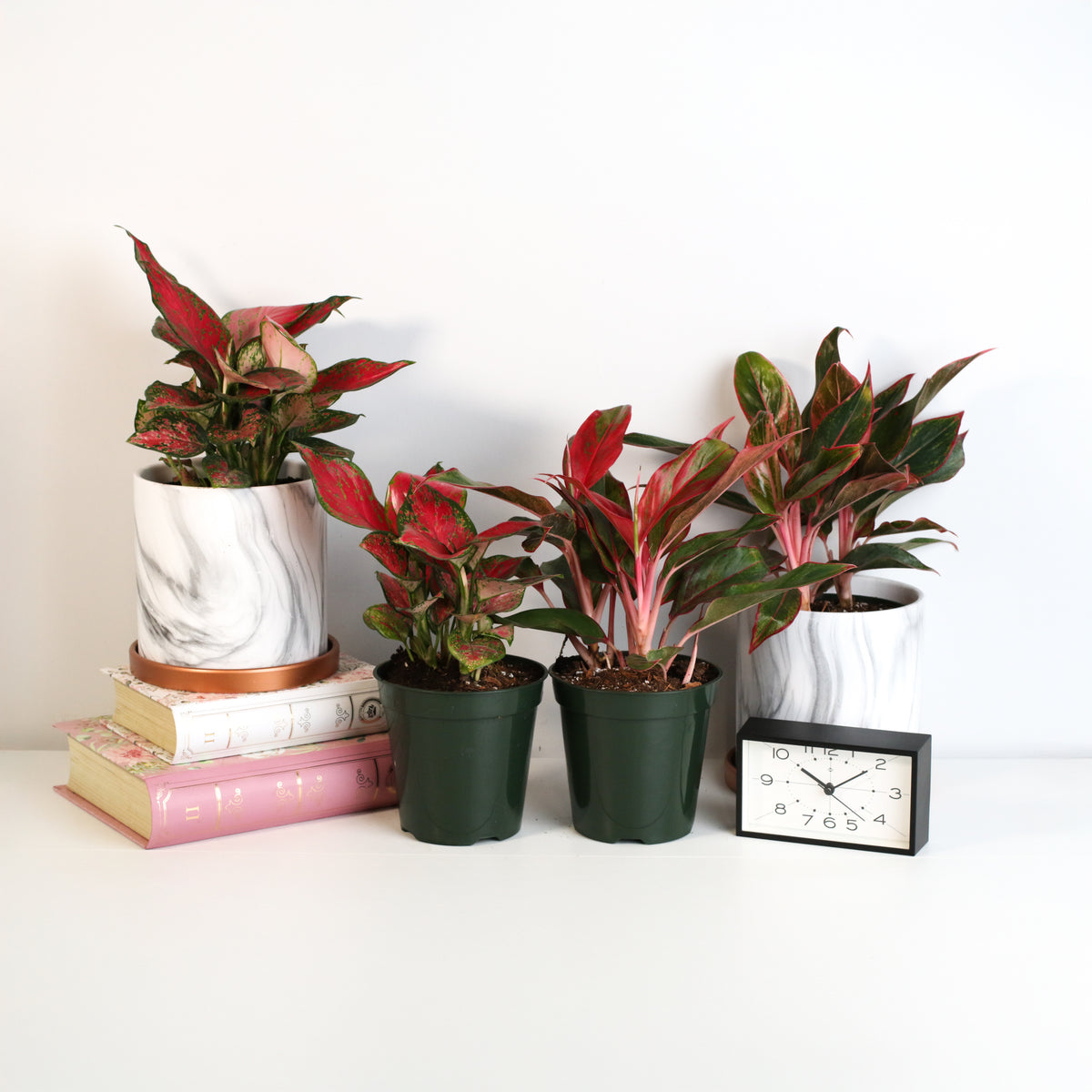 Aglaonema Plants