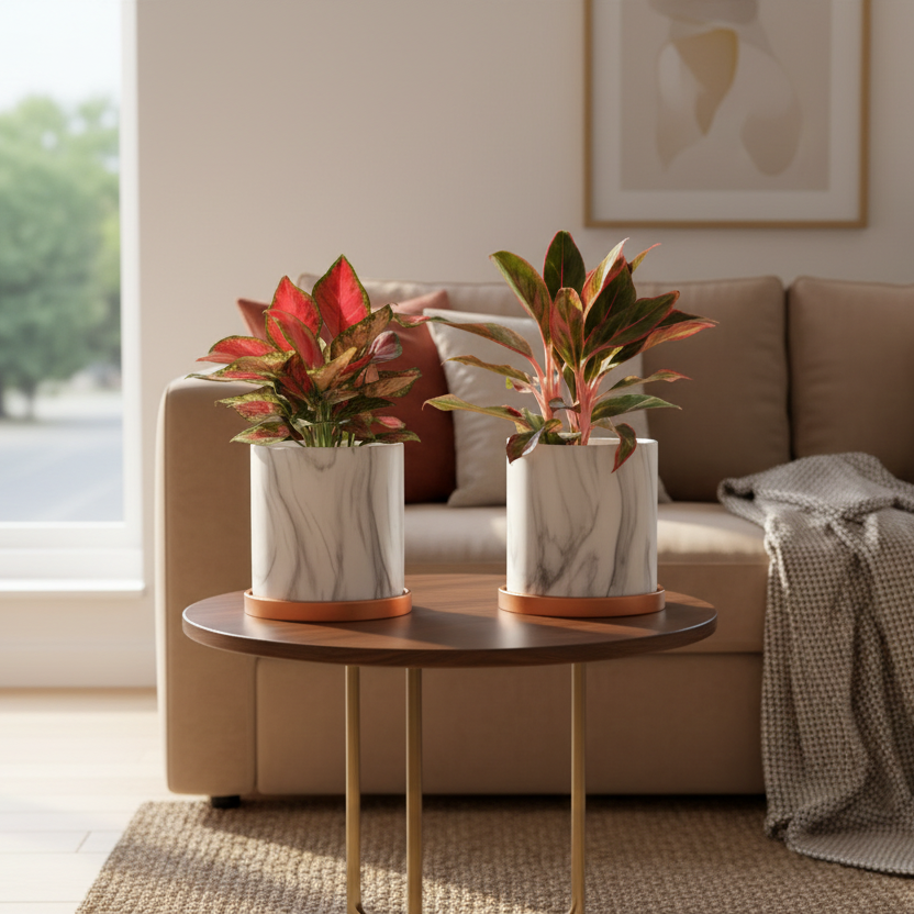 Chinese Evergreen Aglaonema Bundle