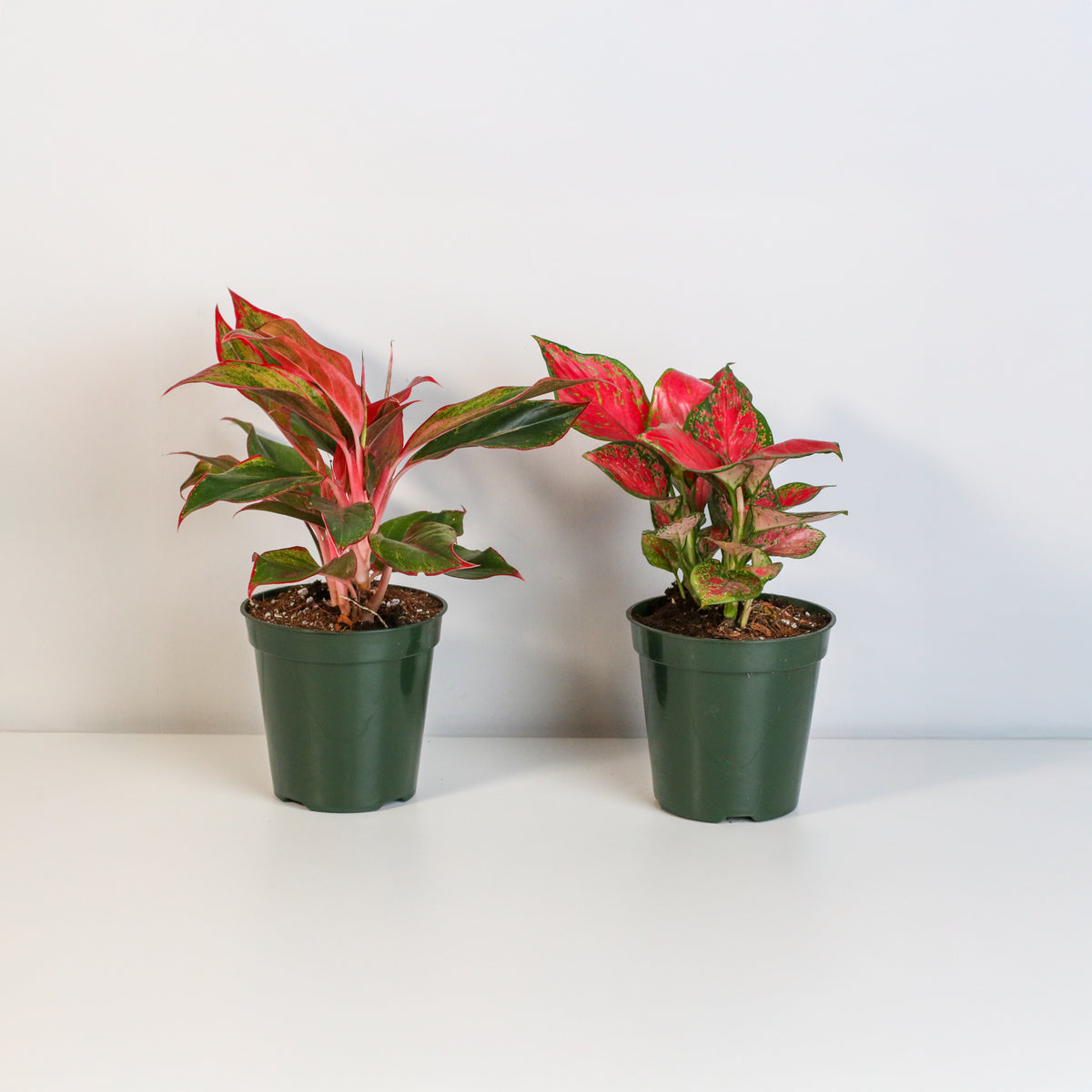 Lucky Chinese Evergreen Plants