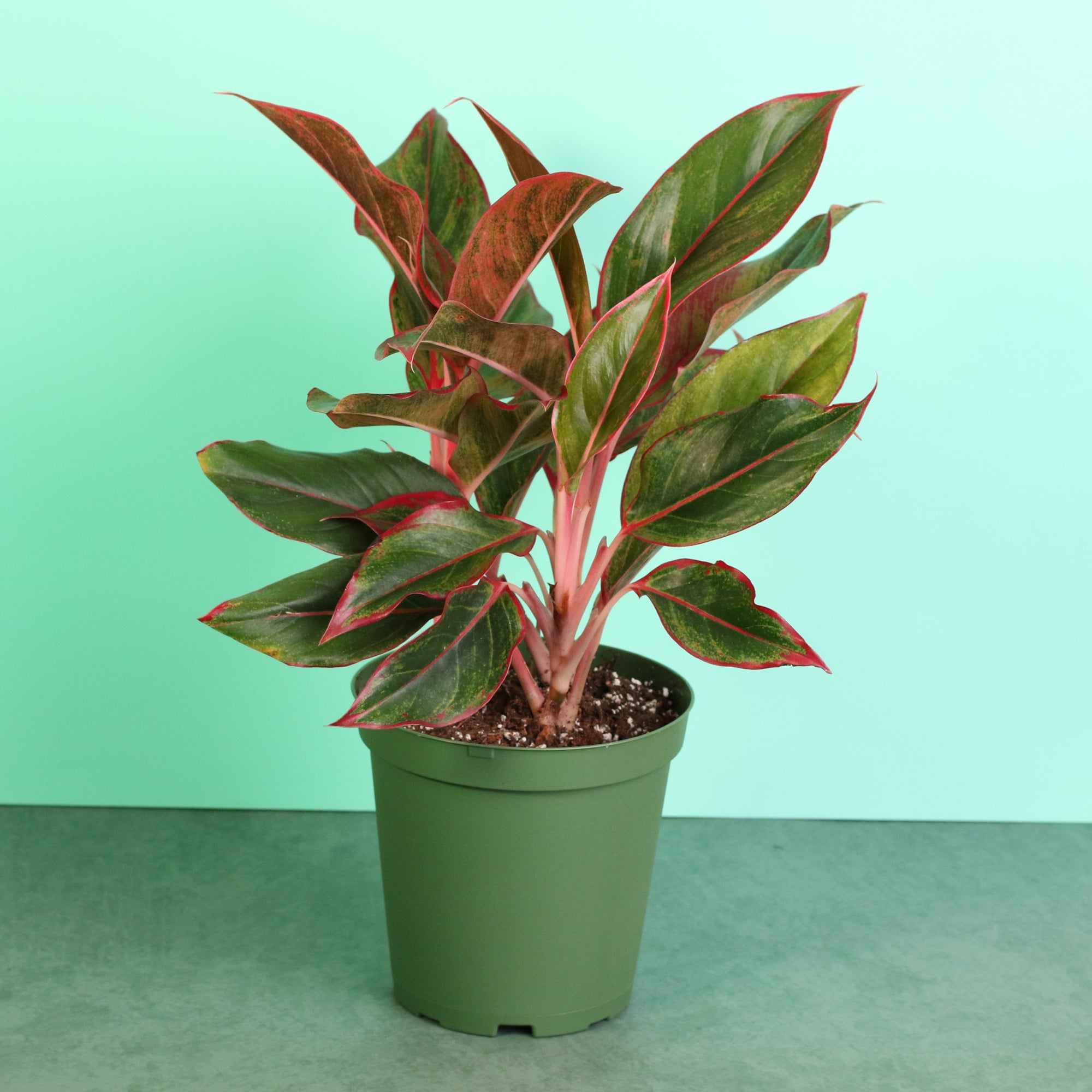 Evergreen Perennial Calathea Ornata Pink Pinstripe Plant