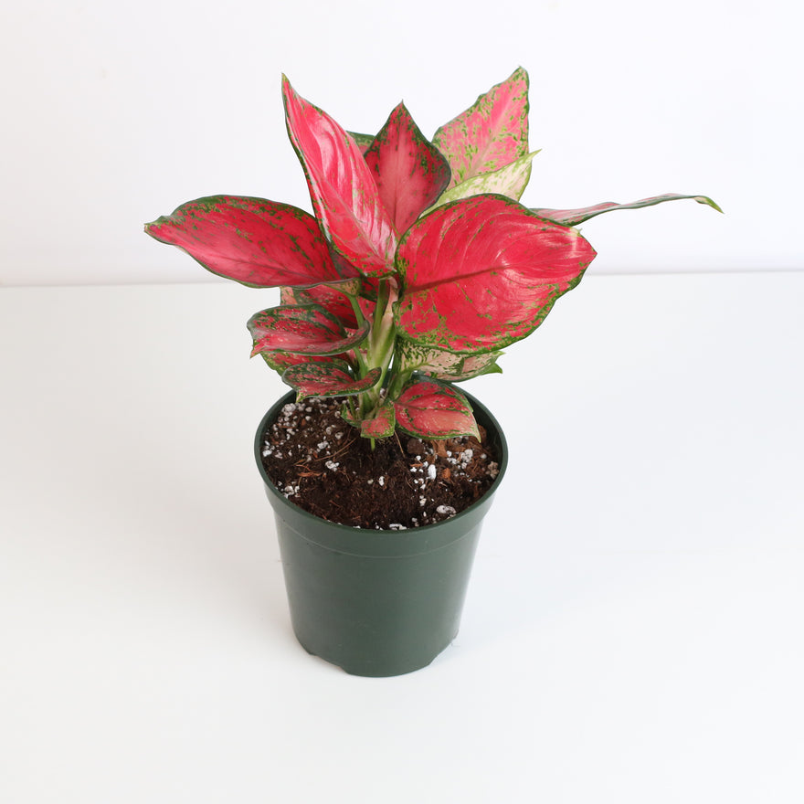 Aglaonema 'Wishes' Plant