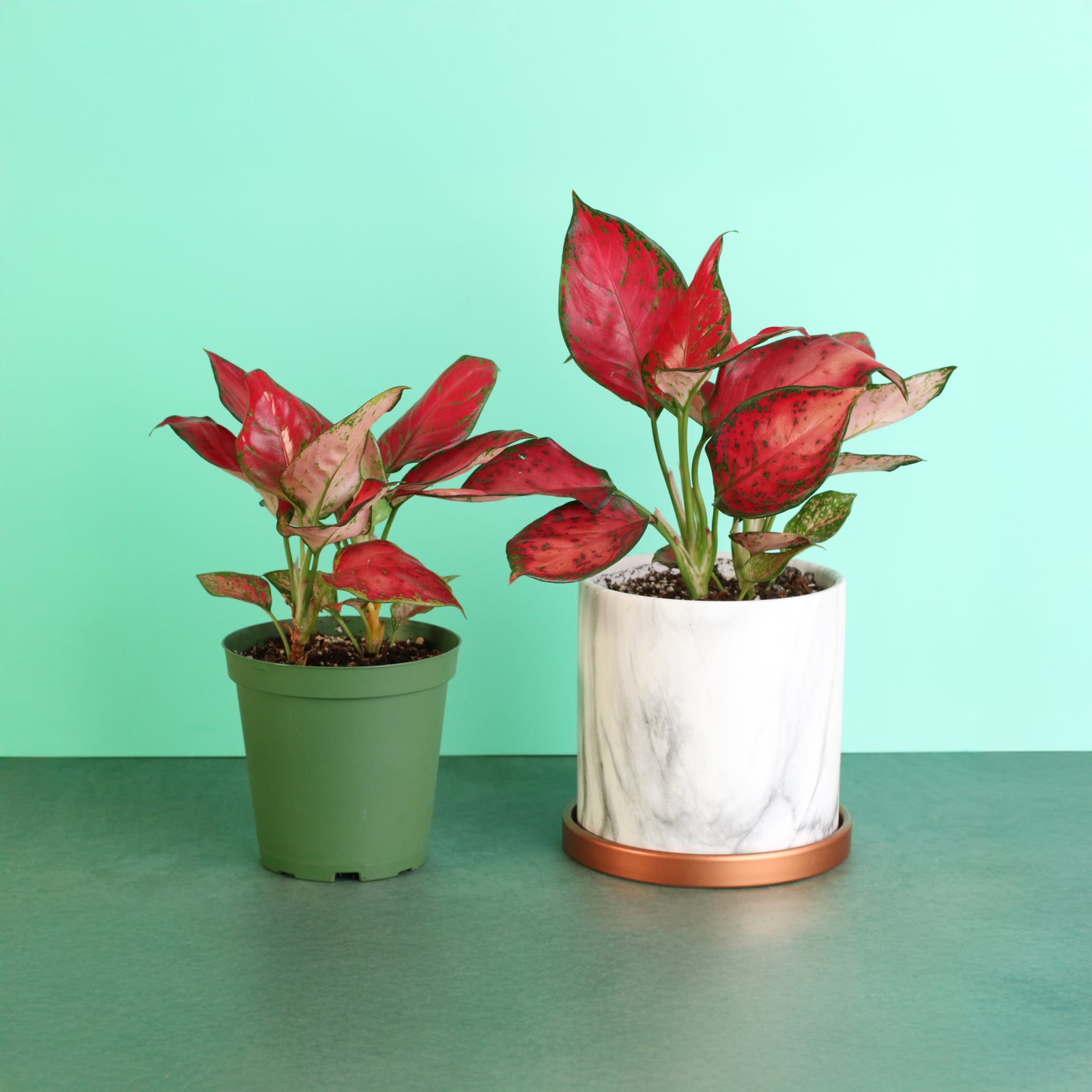 aglaonema crimson Aglaonema 'Wishes' Pink Plant Nursery 4"