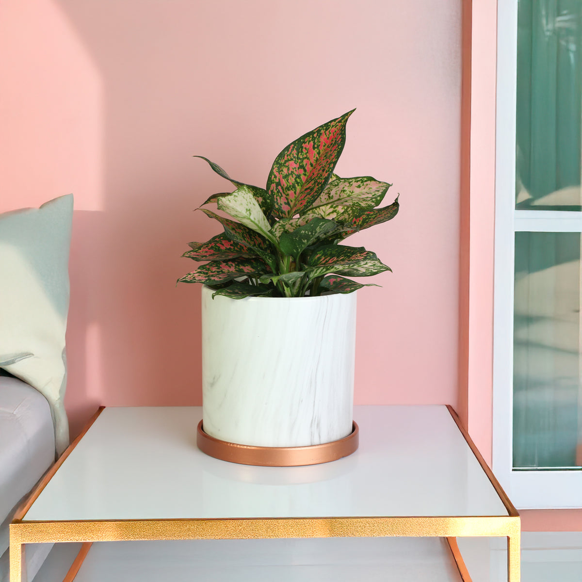 Aglaonema 'Wishes' Pink Plant