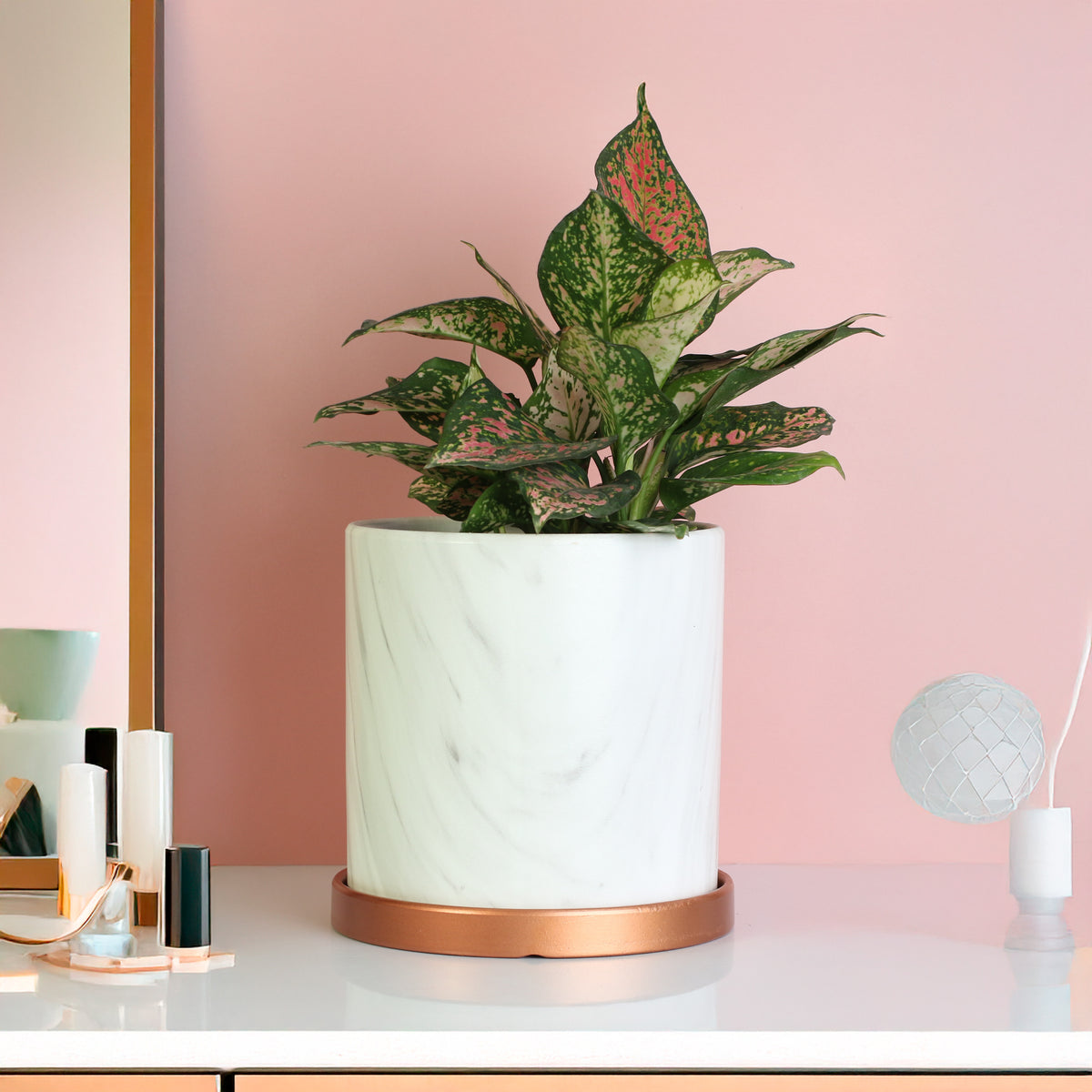 Aglaonema 'Wishes' Pink Plant