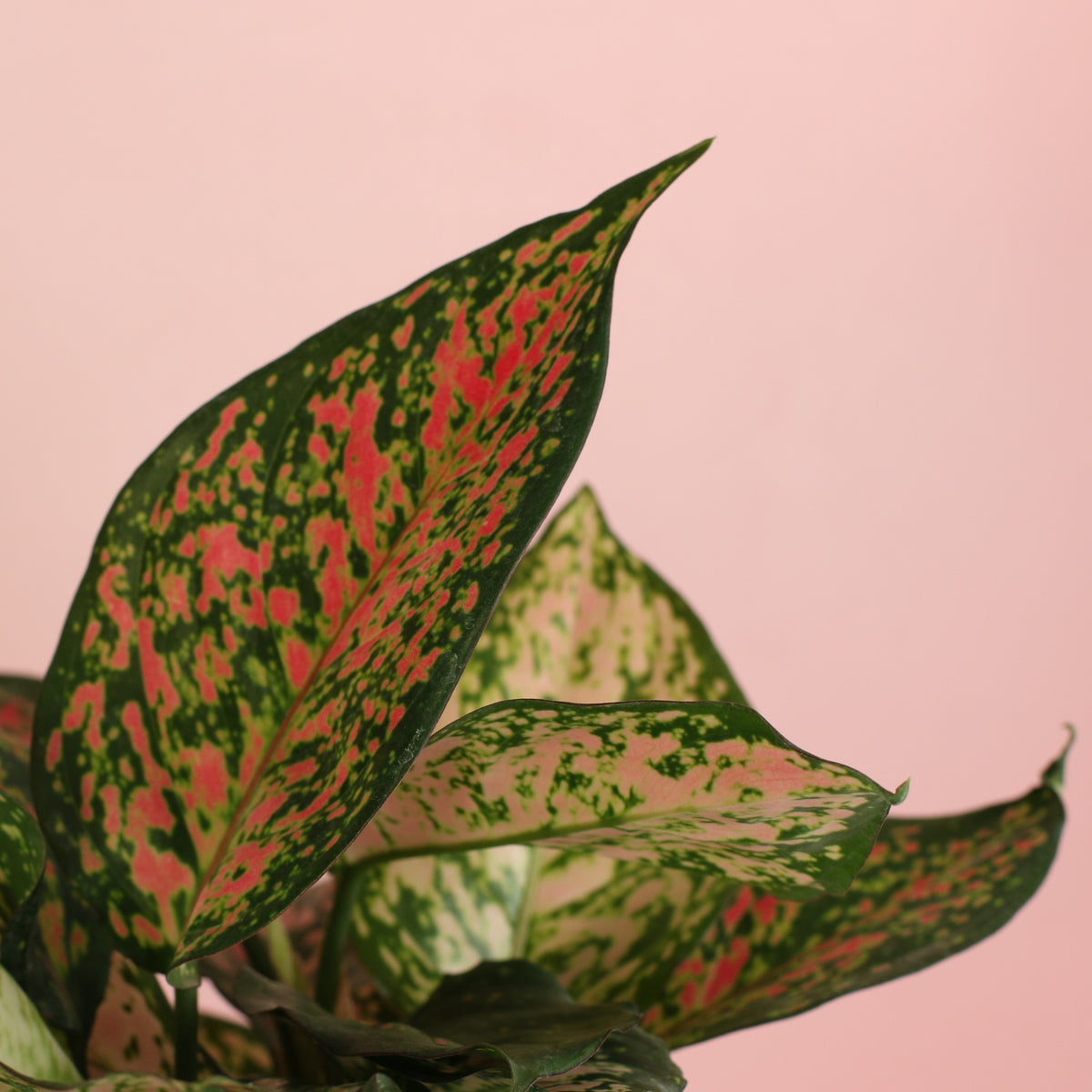 Aglaonema 'Wishes' Pink Plant