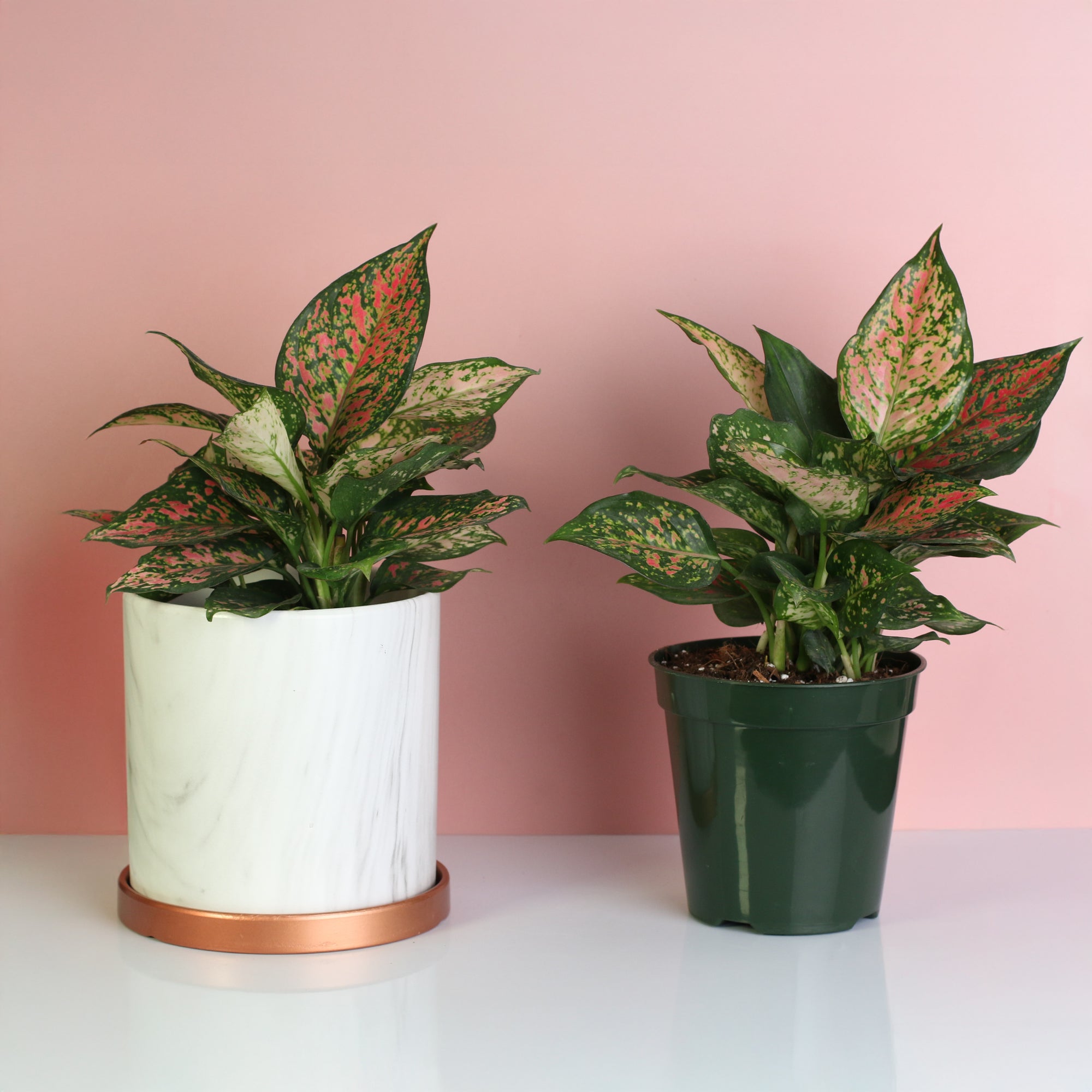 Silver Moonshine Sansevieria Snake Plant-Rare - Verdant Lyfe