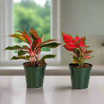 Chinese Evergreen Aglaonema Bundle