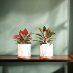 Chinese Evergreen Aglaonema Bundle