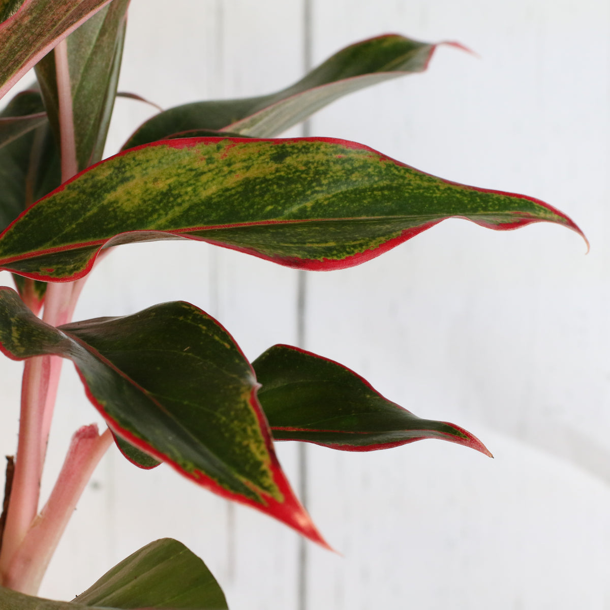 Aglaonema &#39;Siam&#39;