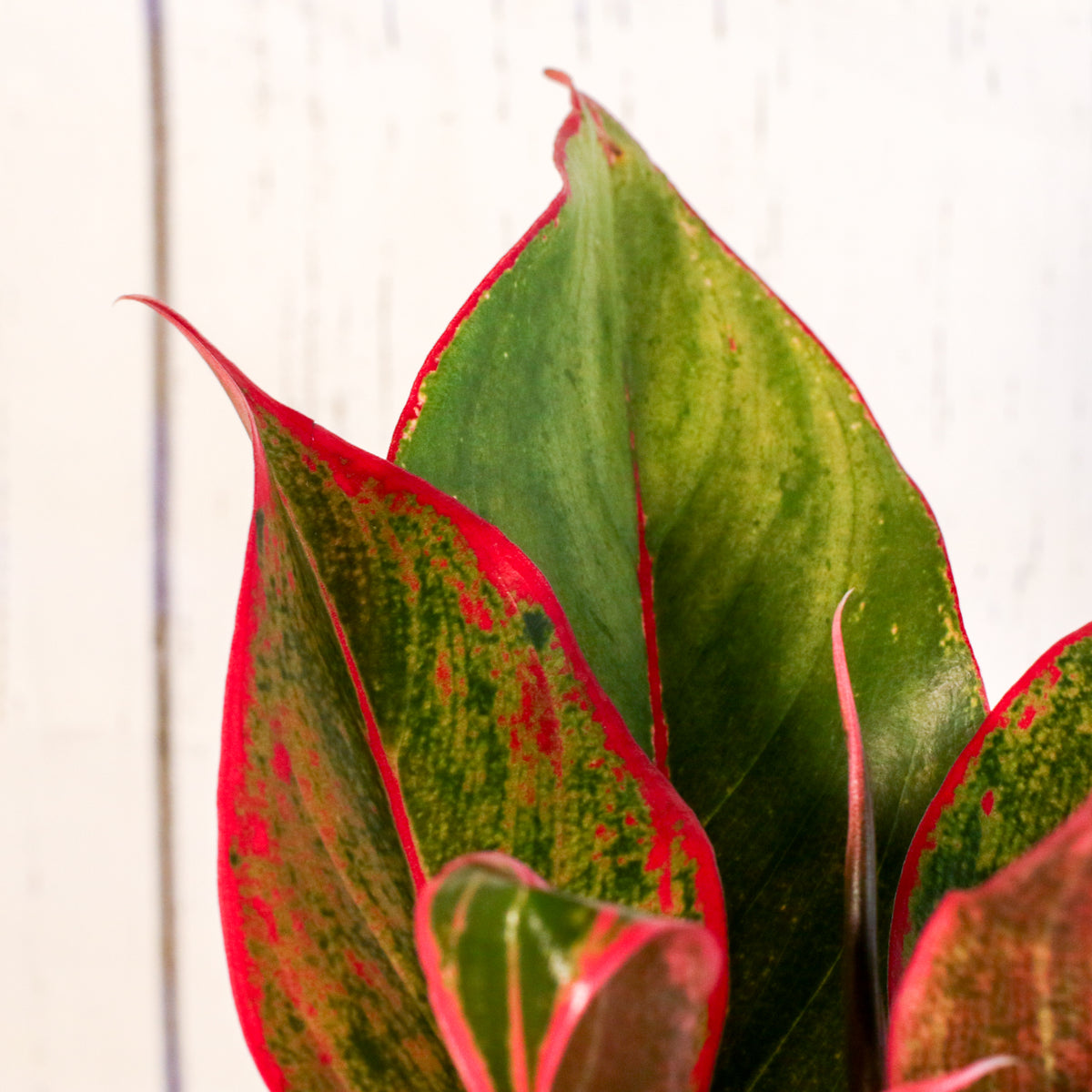 Aglaonema &#39;Siam&#39;