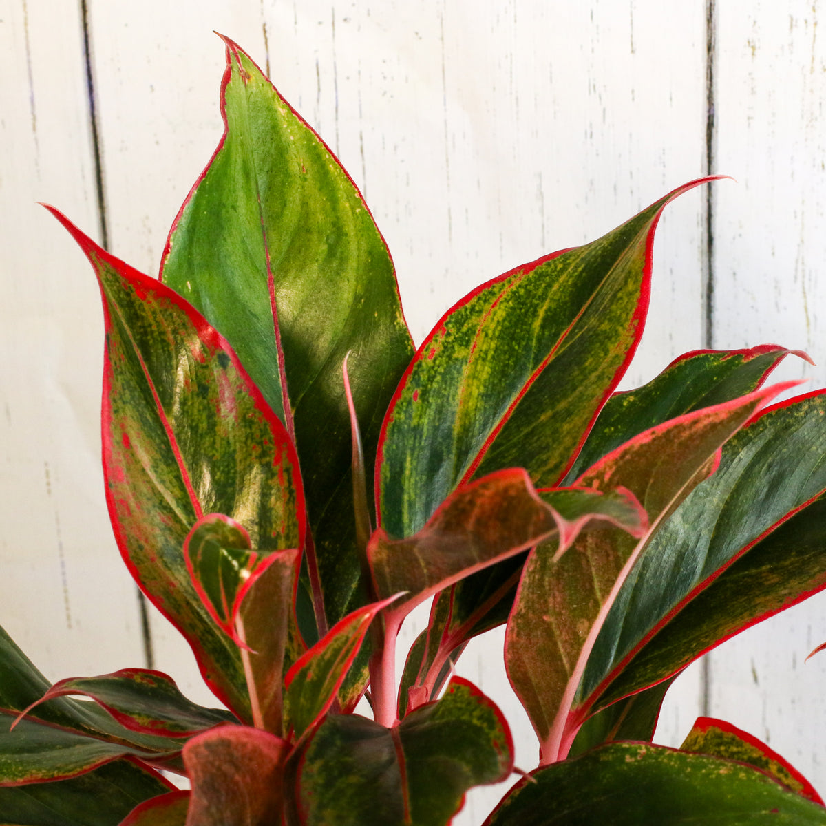 Aglaonema &#39;Siam&#39;