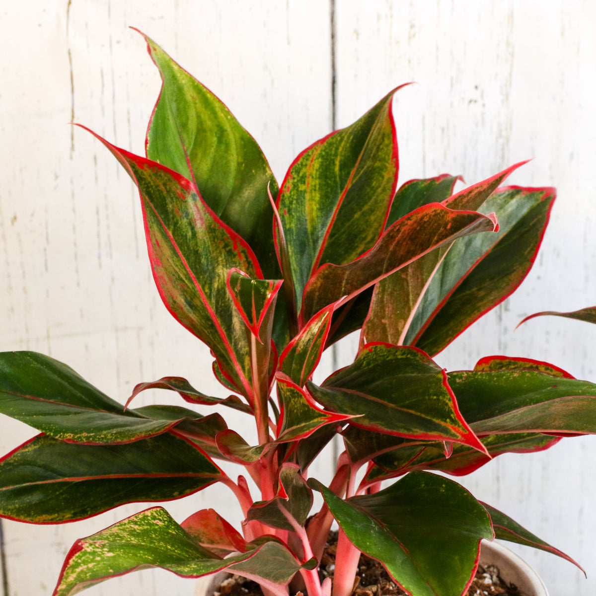 Aglaonema &#39;Siam&#39; Plant