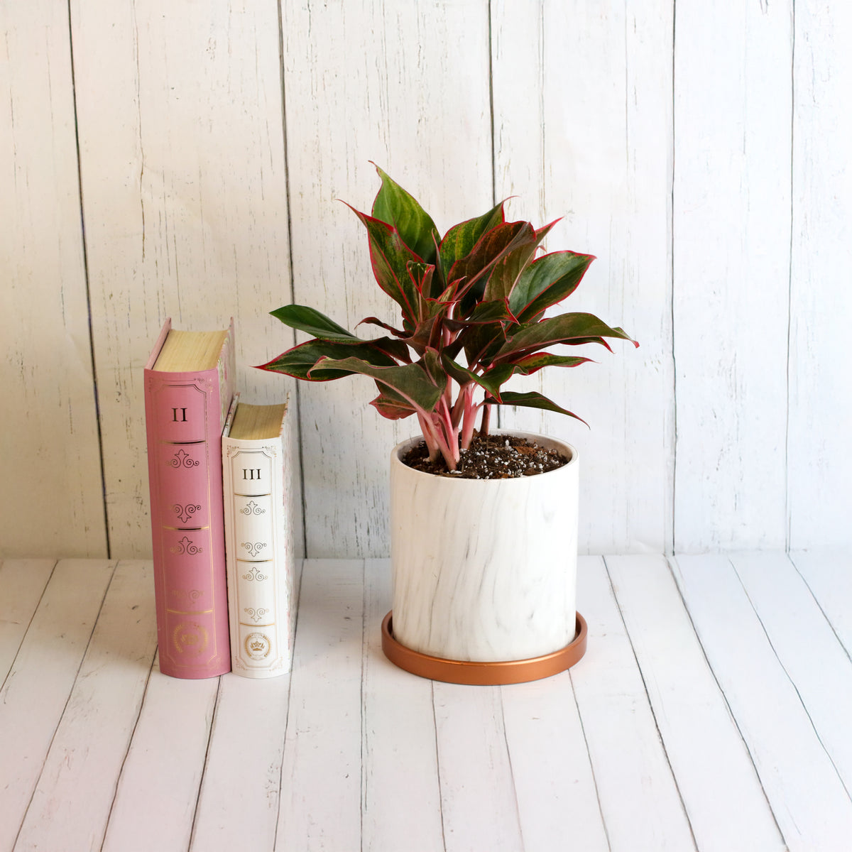 Aglaonema &#39;Siam&#39; near books