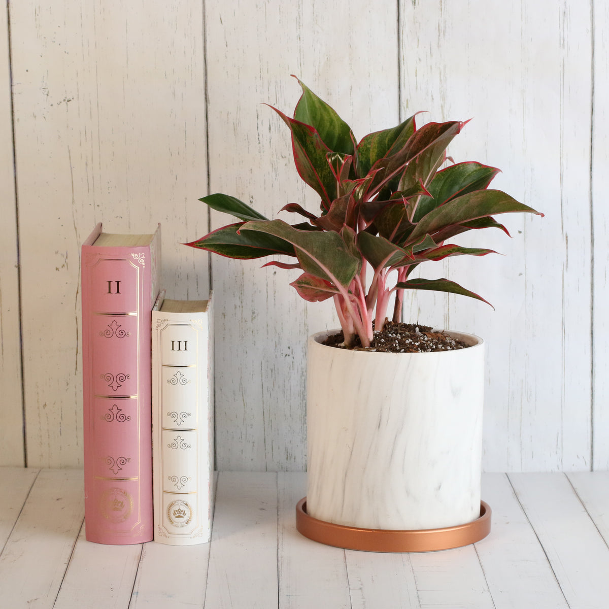 Aglaonema &#39;Siam&#39; plant next to books.