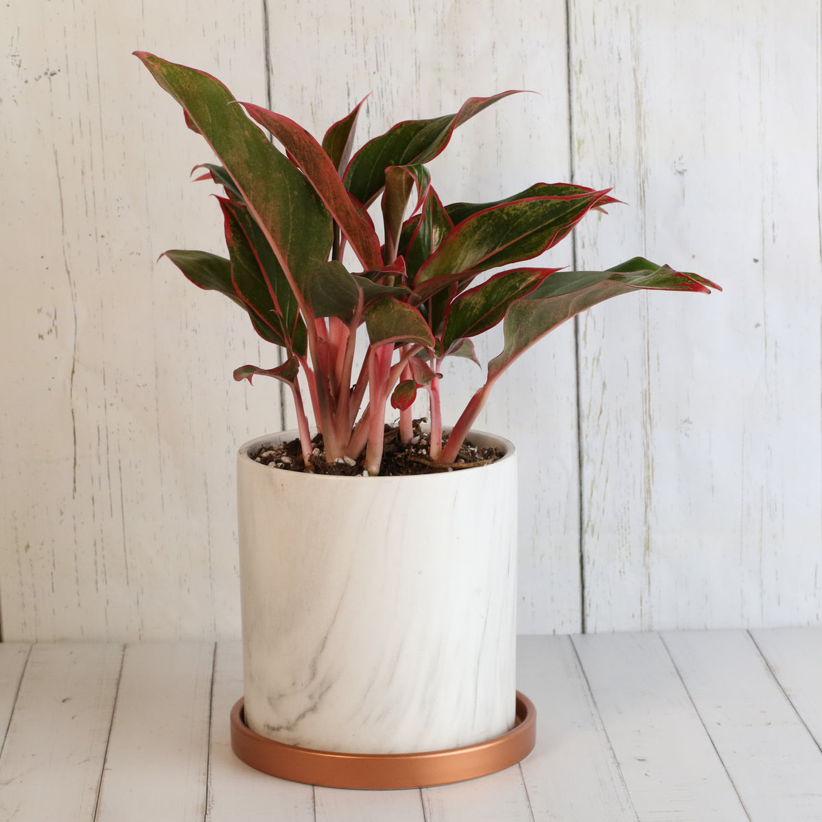 Aglaonema &#39;Siam&#39; Plant