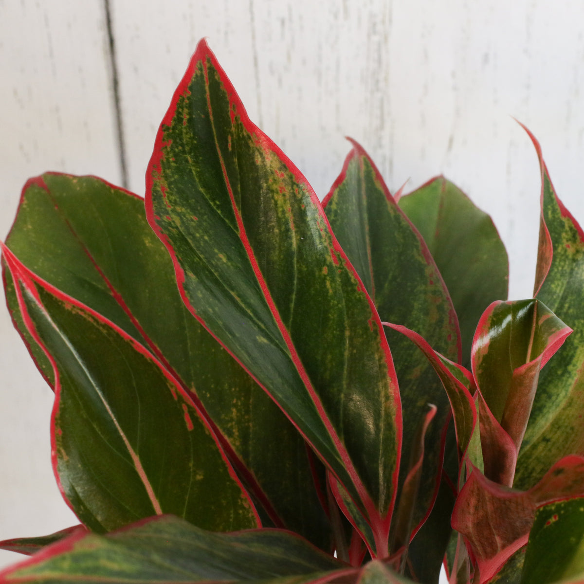 Aglaonema &#39;Siam&#39;