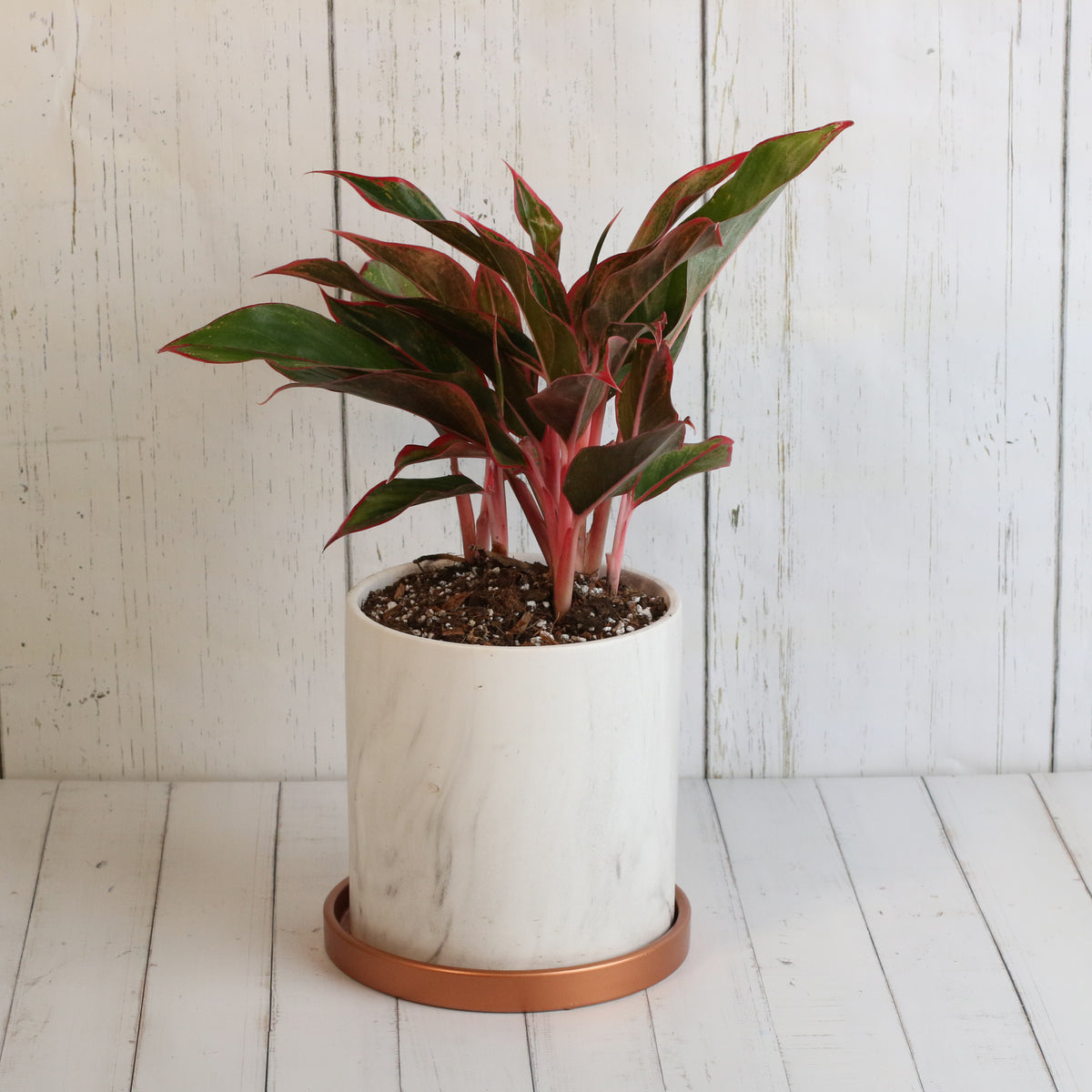 Aglaonema &#39;Siam&#39;