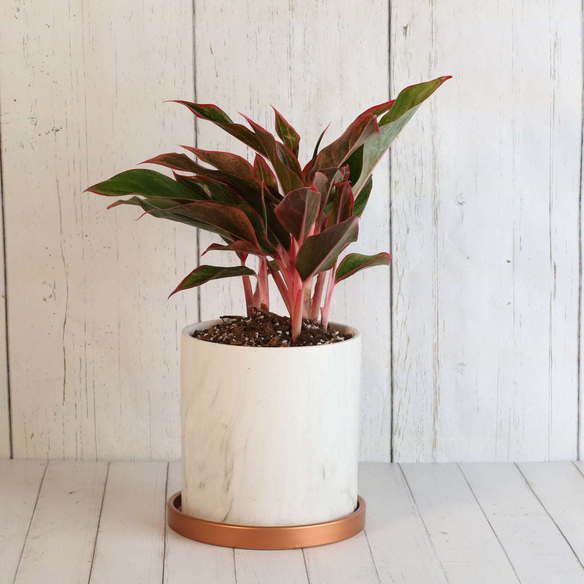 Aglaonema &#39;Siam&#39;