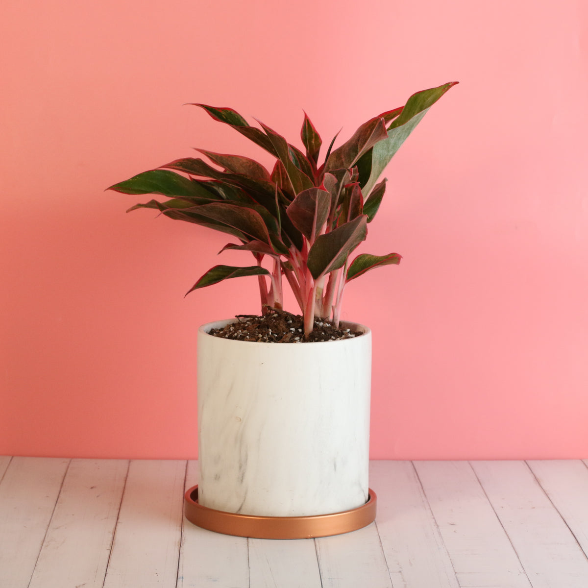 Aglaonema &#39;Siam&#39;