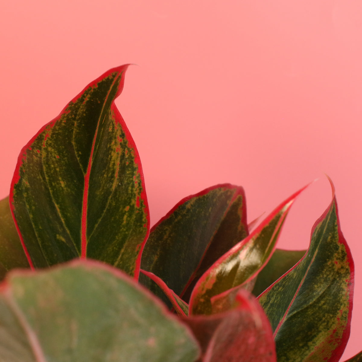 Aglaonema &#39;Siam&#39;