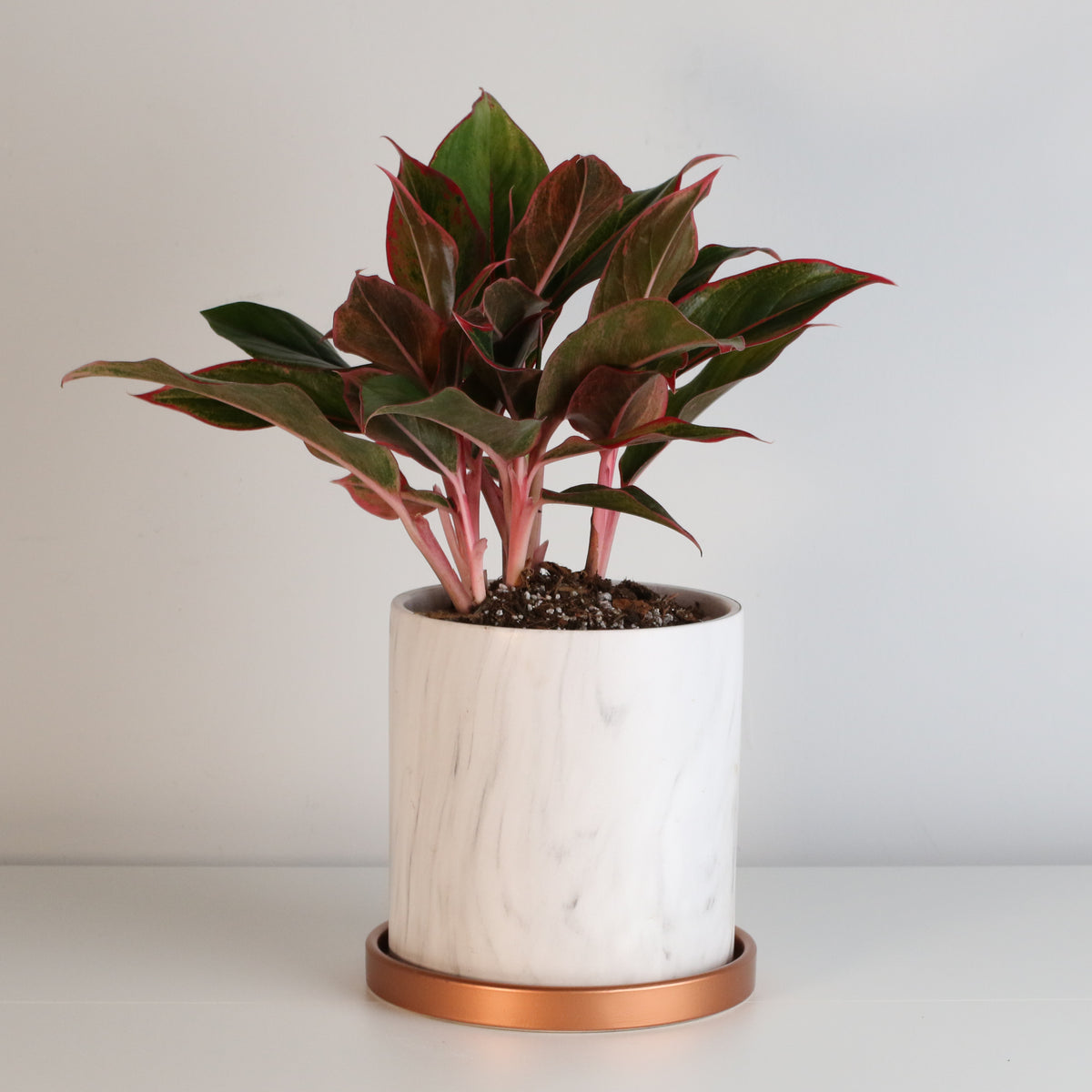 Aglaonema &#39;Siam&#39;