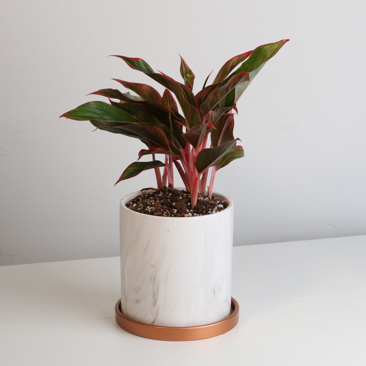  Aglaonema &#39;Siam&#39;
