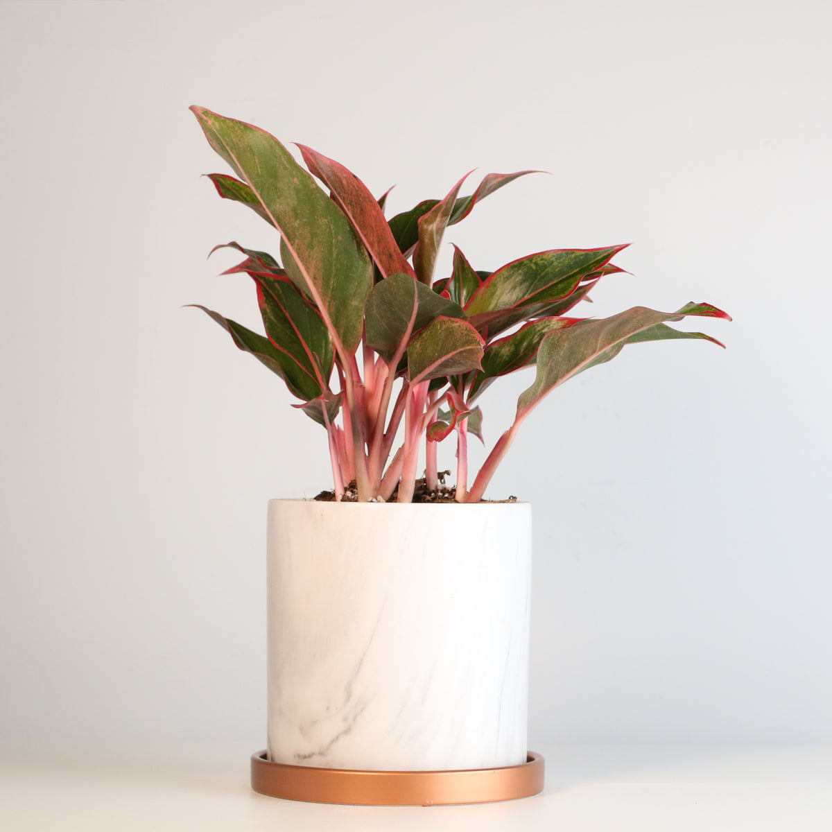 Aglaonema &#39;Siam&#39;