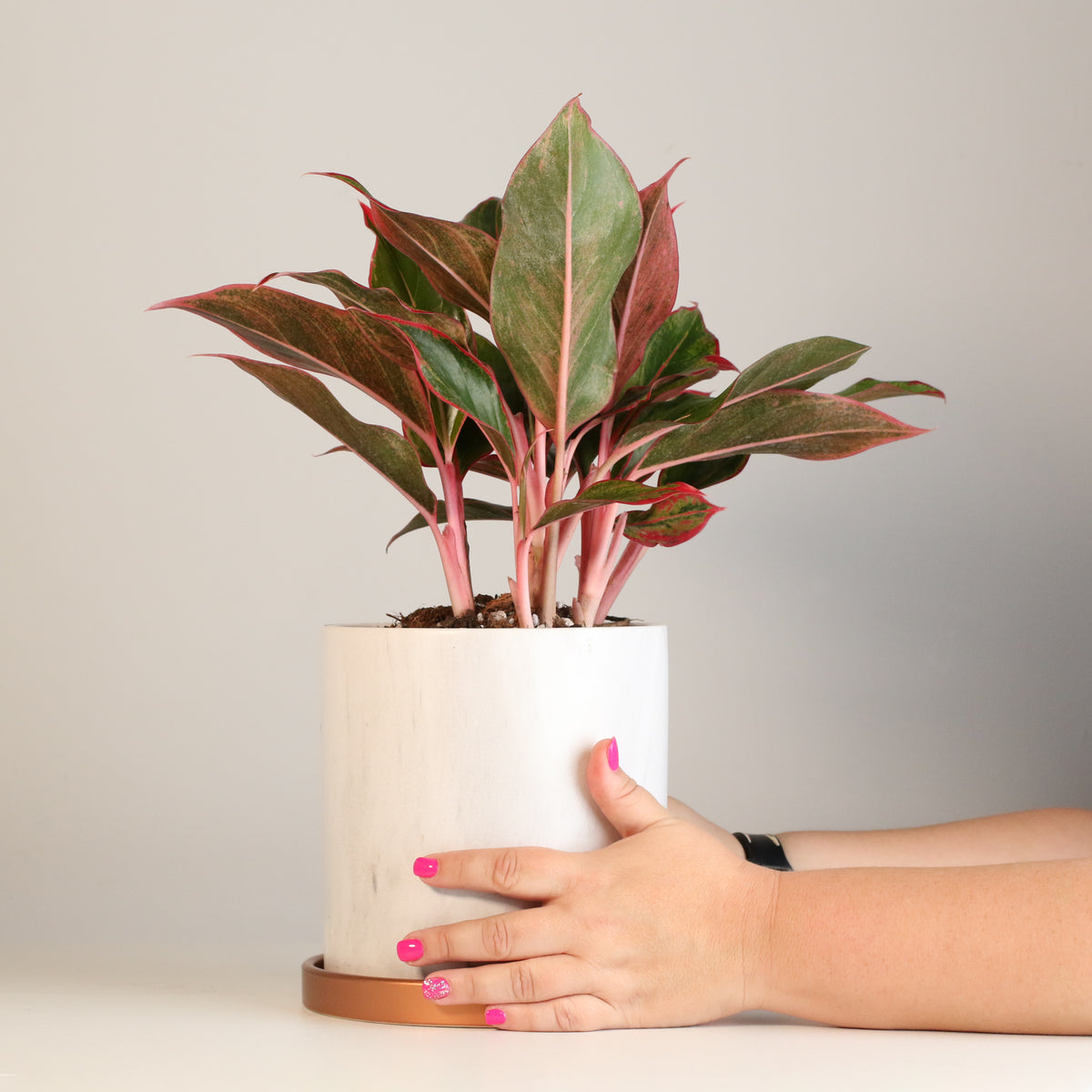 Hands holding Aglaonema &#39;Siam&#39; Plant